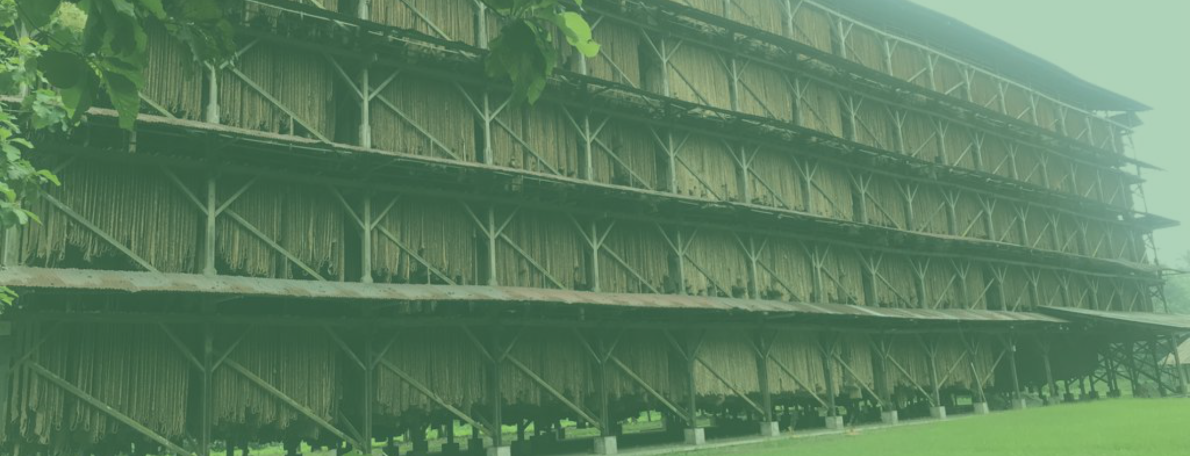 Kamar gantung proses maturasi