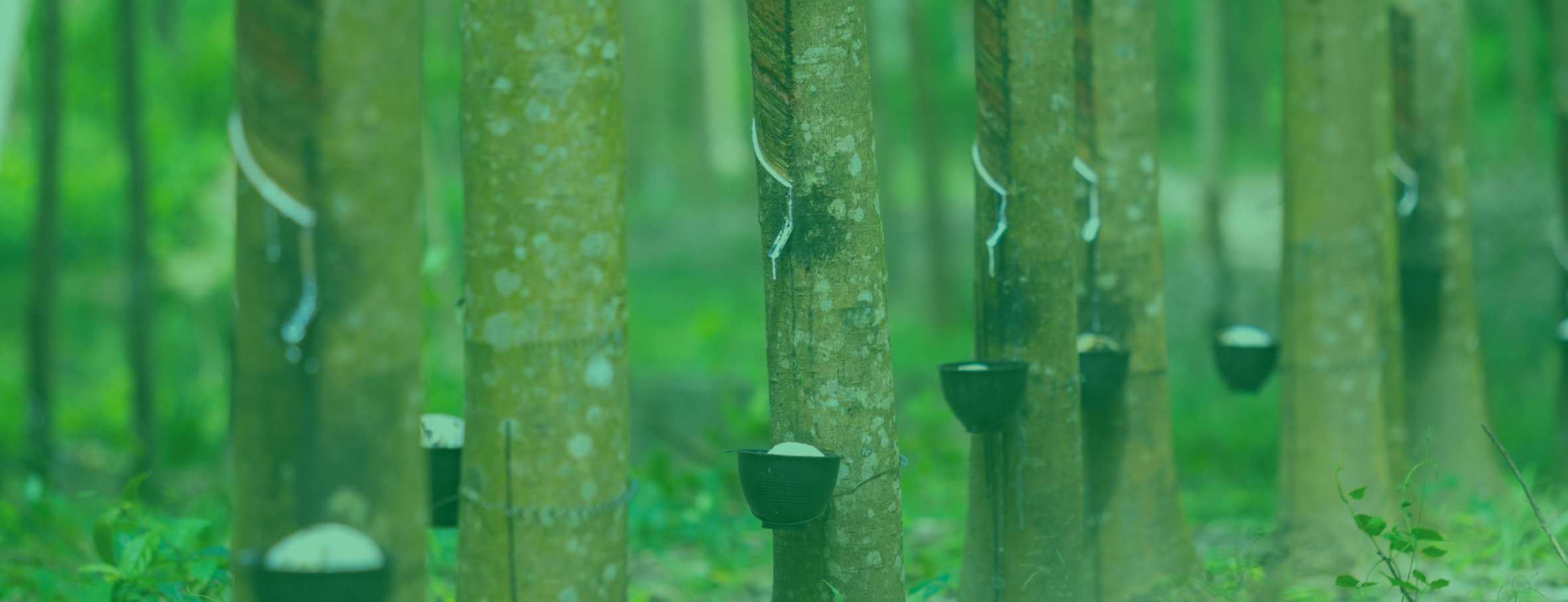 Kebun karet ramah lingkungan