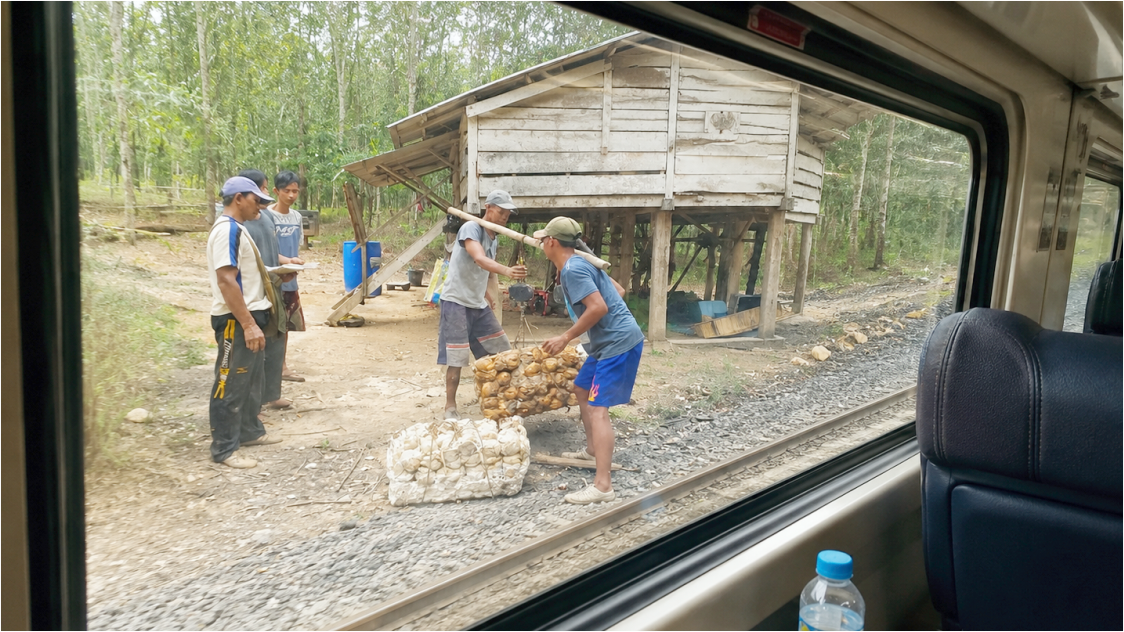 Harga Karet Dunia Masih Tertahan, Gelombang Pasokan Baru Mulai Menekan Pasar
