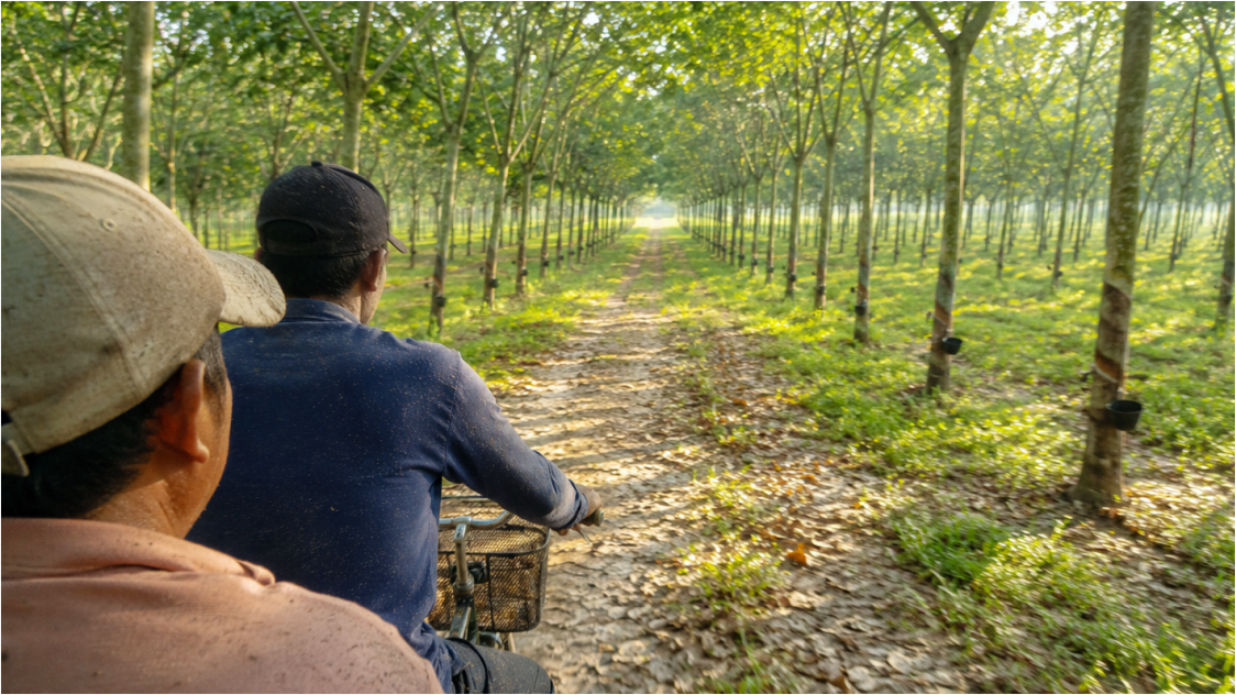Rubber Rally Stalls Below 220 Cents as Market Awaits Fresh Direction: EUDR and Technical Rebound in Focus