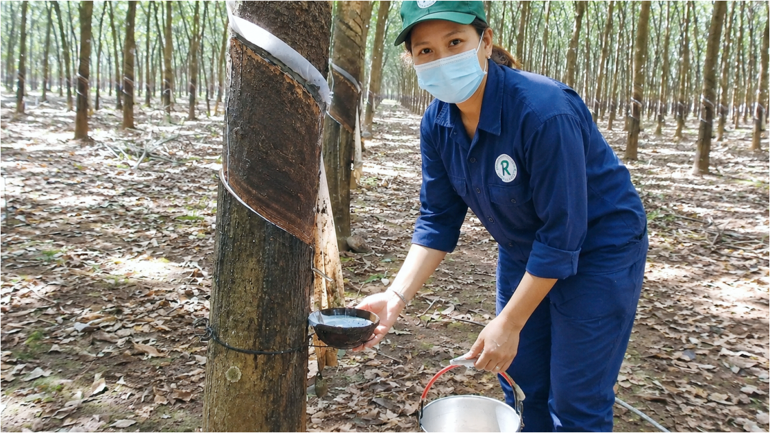 Rubber Prices Show Signs of Recovery as Technical Rebound Emerges Amid Renewed US-Iran Tensions
