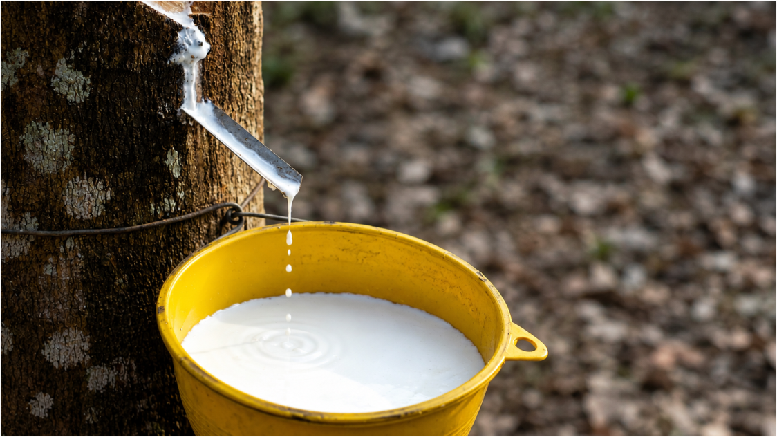 Midday Rebound! Rubber Stocks Bounce on El Niño Concerns and Global Price Support, Can the Rally Hold into the Close?