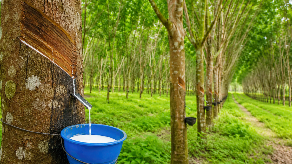 Rubber Market Rebounds as China Completes First Cross-Border Futures Delivery, Prices Eye Two-Month High
