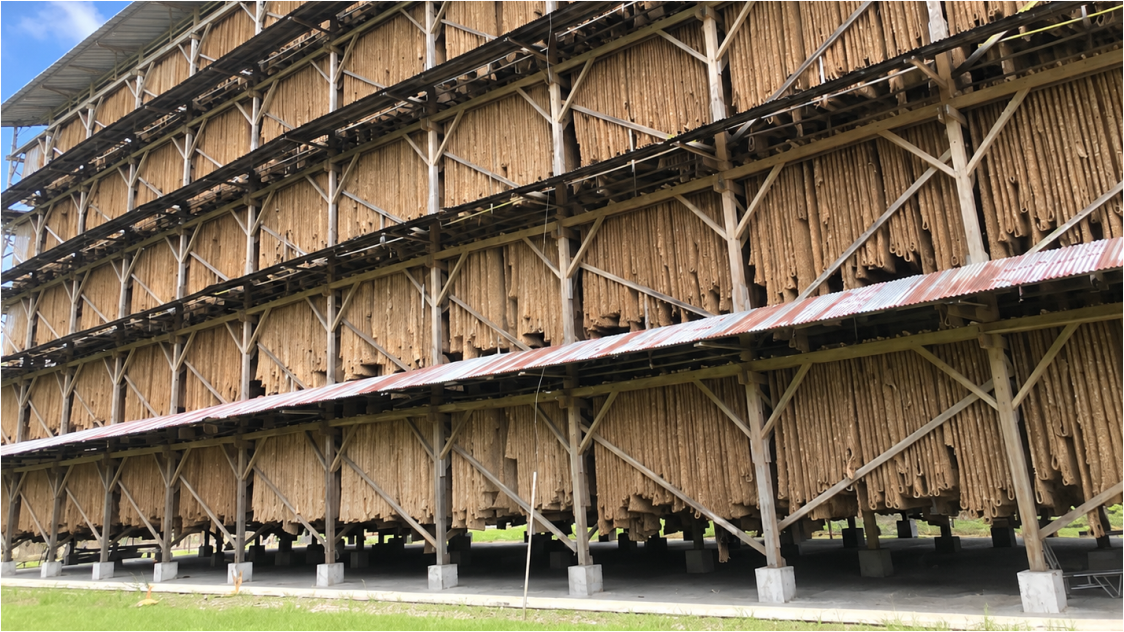 Rubber Prices Surge, SICOM Tops 252 Cents as Supply Tightens and El Niño Risk Grows