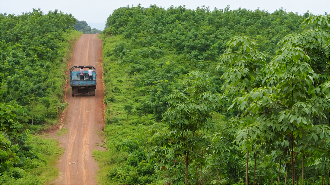 Rubber Prices Correct Sharply, SICOM-TSR20 Falls to 245 US Cents/kg — Profit Taking Returns