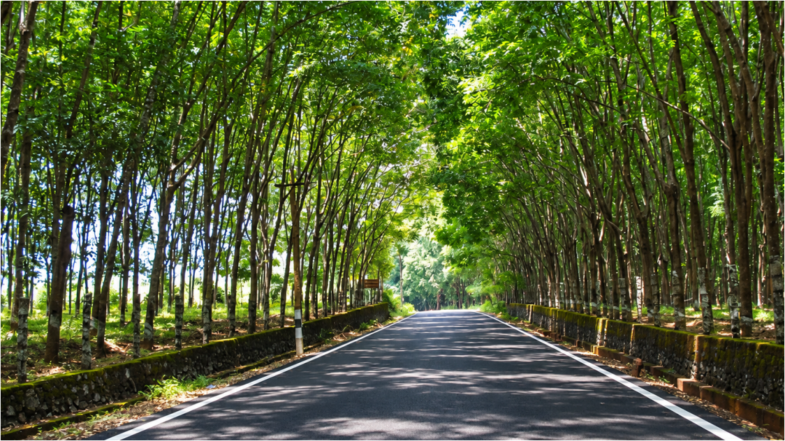 Rubber Prices Surge to 258.5 Cents at Midday, Rebounding After Yesterday’s Drop — What Is Driving the Rally?