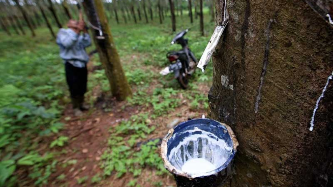 North Sumatra's Rubber Exports Slump Amid Tight Raw Rubber Supply