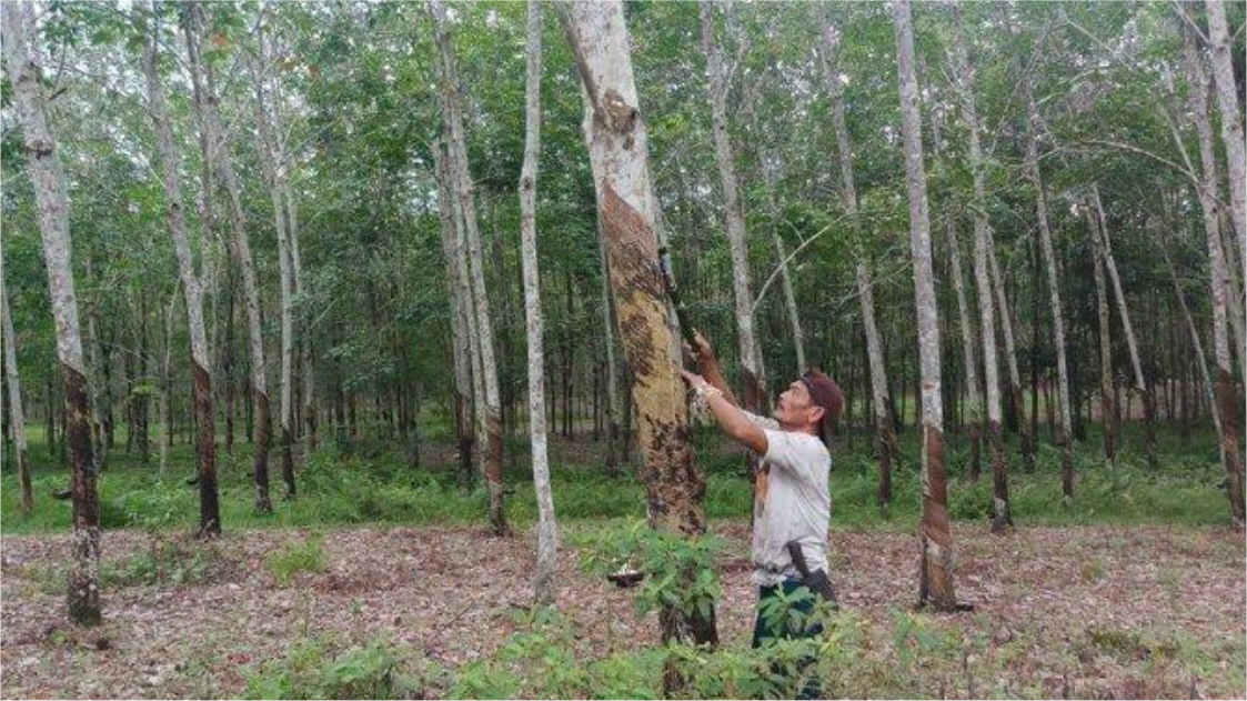 KPPU Says North Sumatra Rubber Farmers Could Gain Greater Bargaining Power by Forming Cooperatives