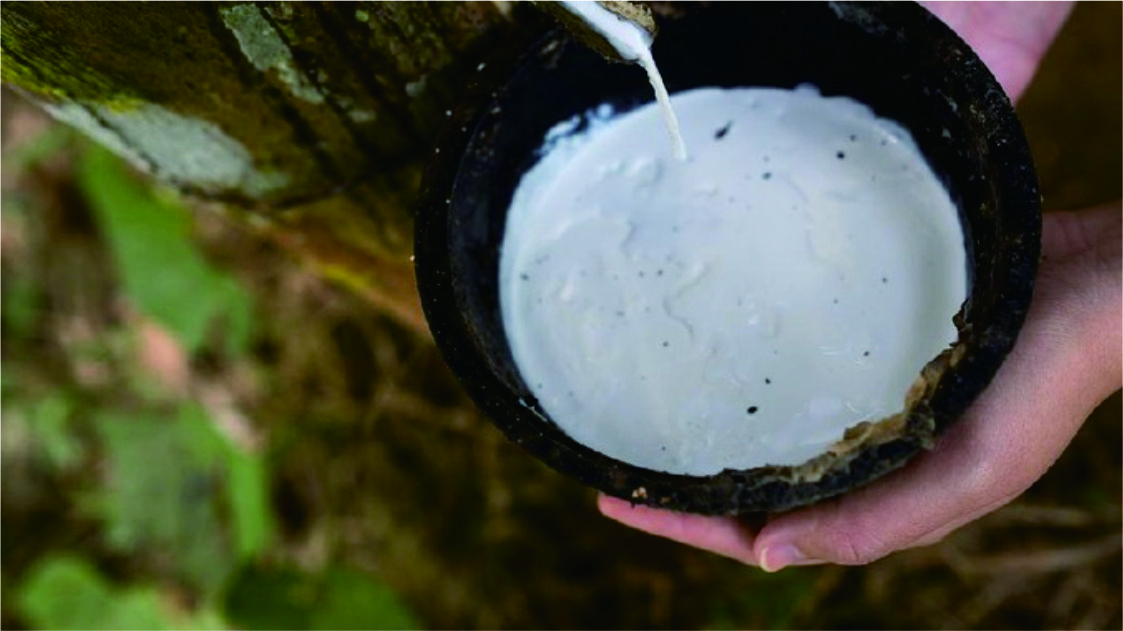 Ekspor Karet Asal Sumut Menurun gegara Aturan EUDR