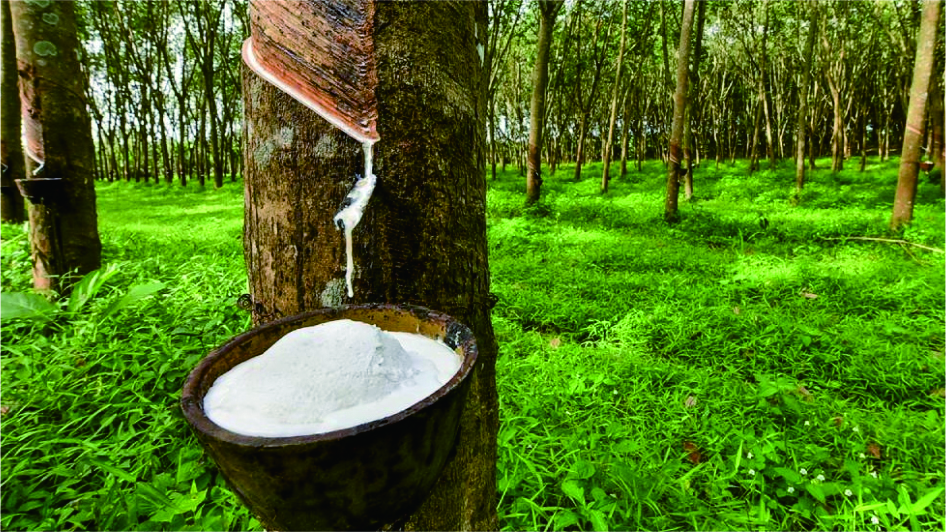 Gapkindo Buka-bukaan Penyebab Ekspor Karet Sumut Tertekan di 2024