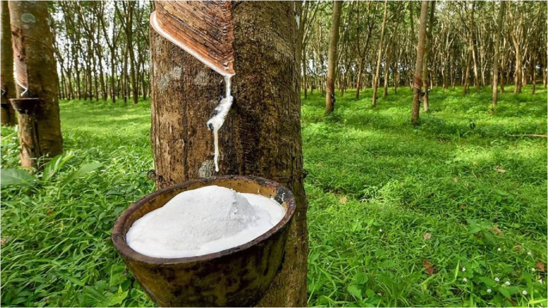 Kinerja Ekspor Karet Sumut pada Agustus 2025 Stagnan