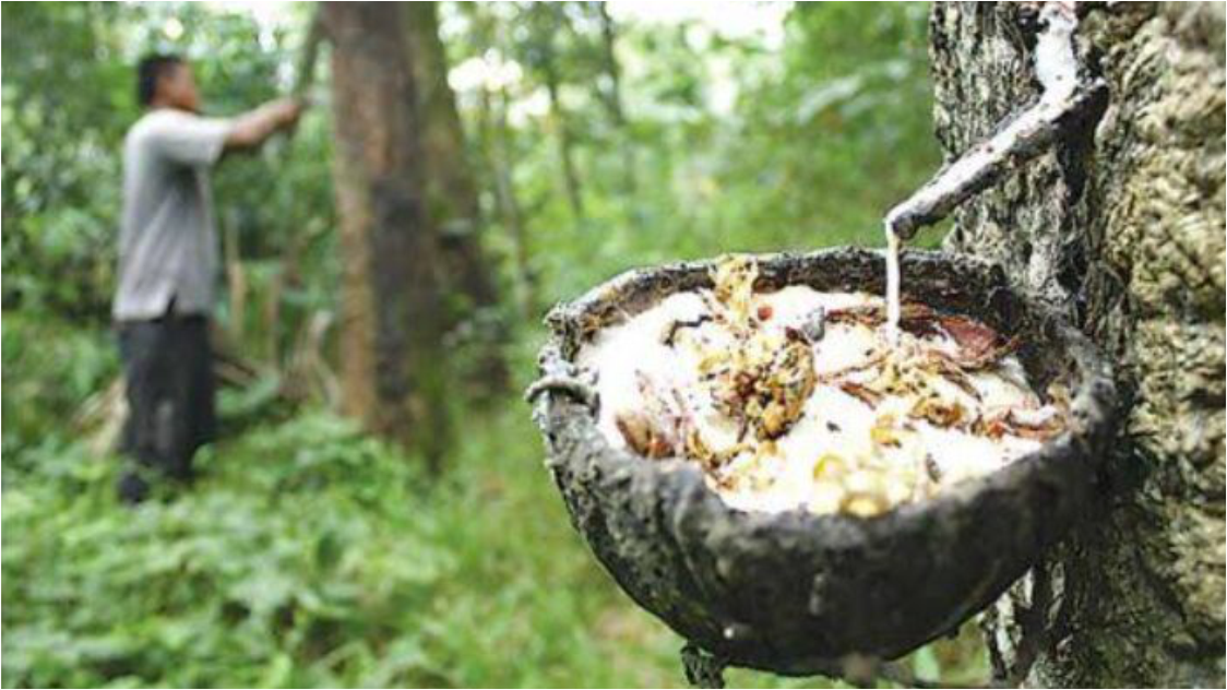 Kinerja Ekspor Karet Alam Sumatera Utara Masih Stagnan