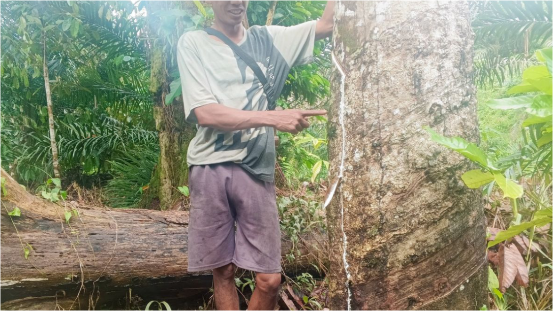 Berkaca dari Kejatuhan Karet, Petani Kalbar Enggan Ubah Semua Lahannya Jadi Sawit
