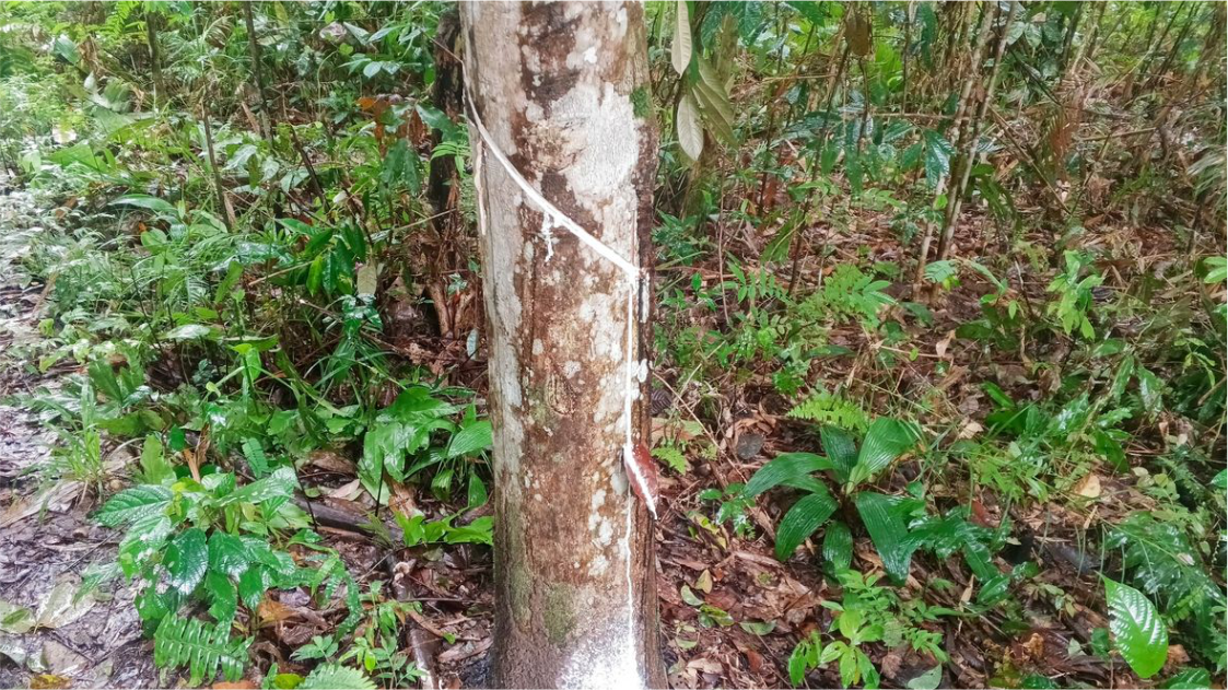 West Kalimantan's Rubber Industry Holds Firm Amid Climate Challenges and Expanding Palm Oil Plantations