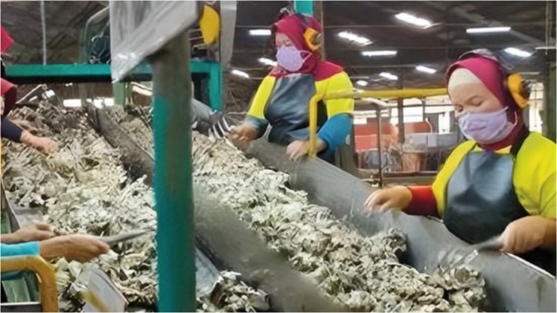 Ekspor Karet Sumatera Utara 2025 Menurun di Tengah Dinamika Pasar Global