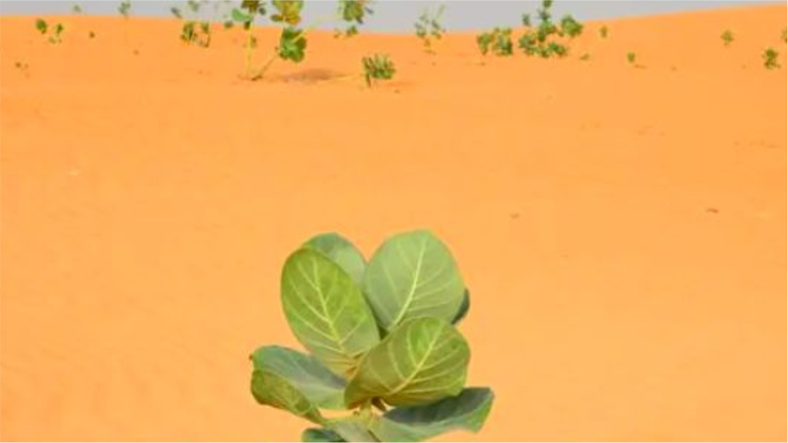 China Tanam Karet Kualitas Militer, Untuk Apa Nih?